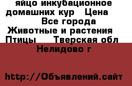яйцо инкубационное домашних кур › Цена ­ 25 - Все города Животные и растения » Птицы   . Тверская обл.,Нелидово г.